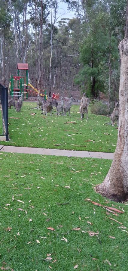 A-Line Holiday Park Bendigo Dış mekan fotoğraf